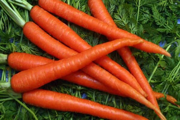 carrot